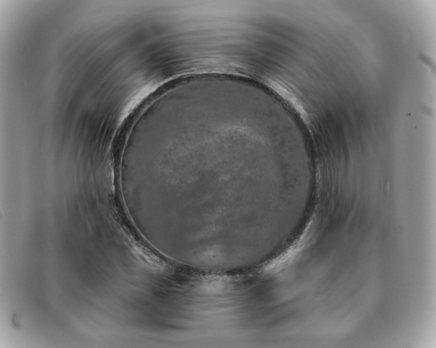 X0000091530925200708171217