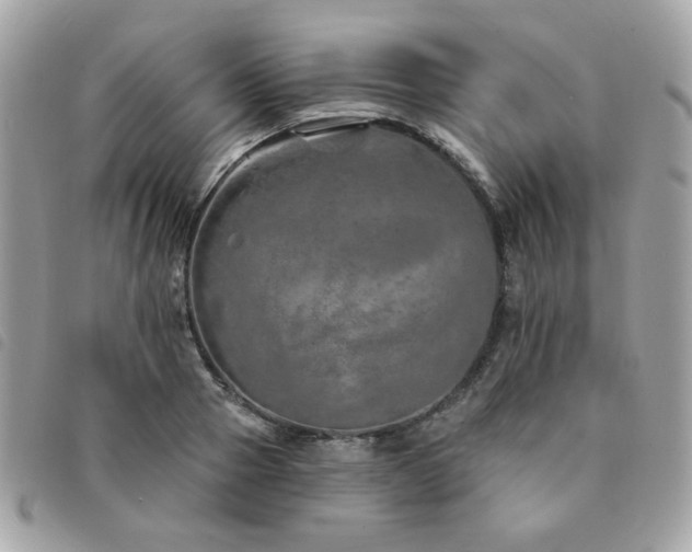 X0000091530937200708171217