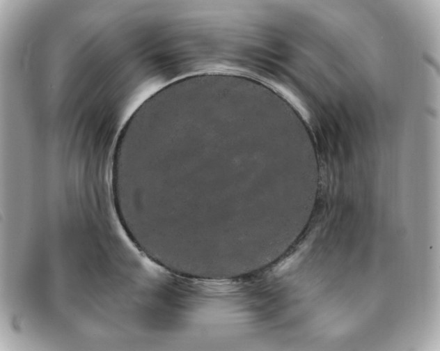 X0000091531007200708171216