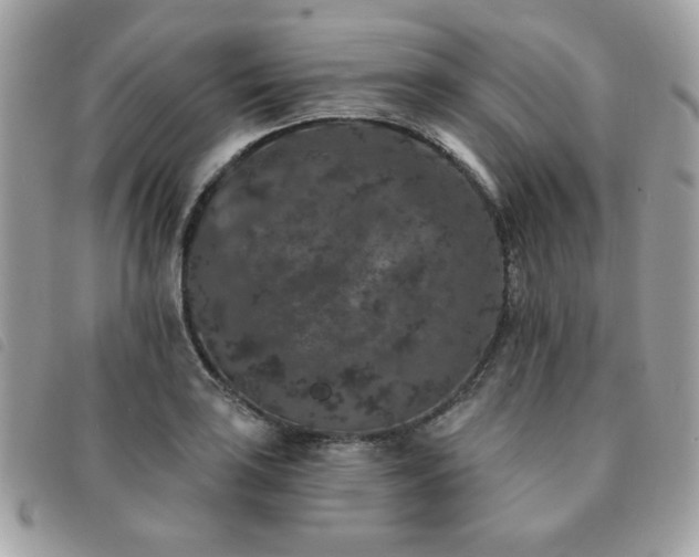 X0000091531035200708171216