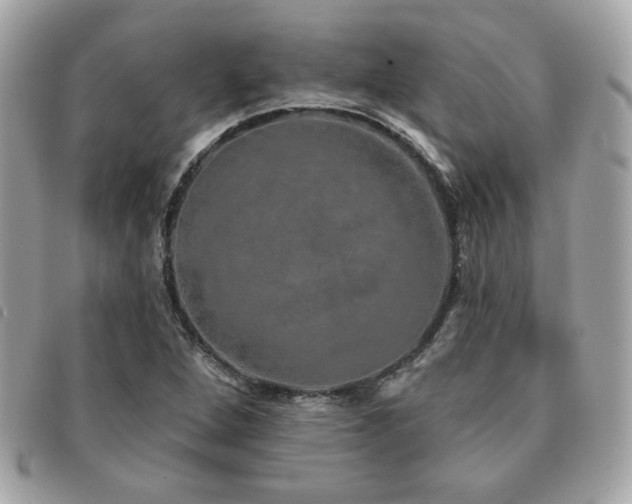 X0000091531264200708171212