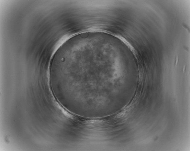 X0000091531294200708171212