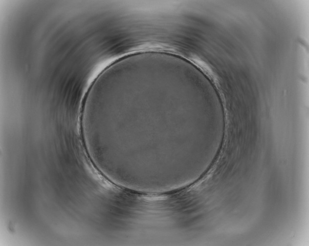 X0000091531296200708171212