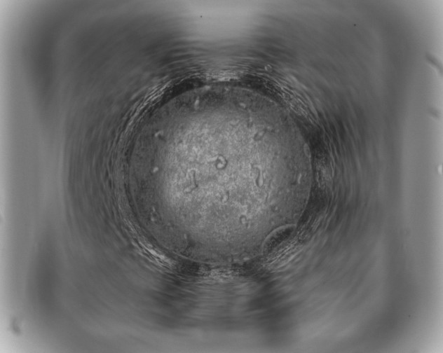 X0000091531393200708171210