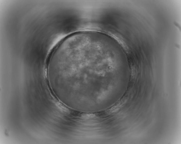 X0000091531462200708171210