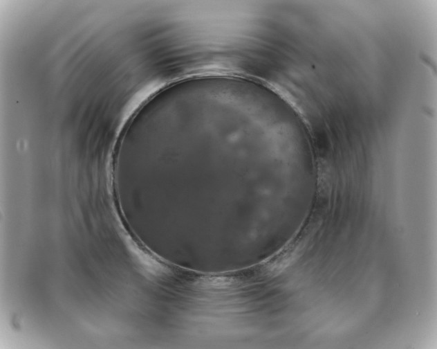 X0000091531474200708171209