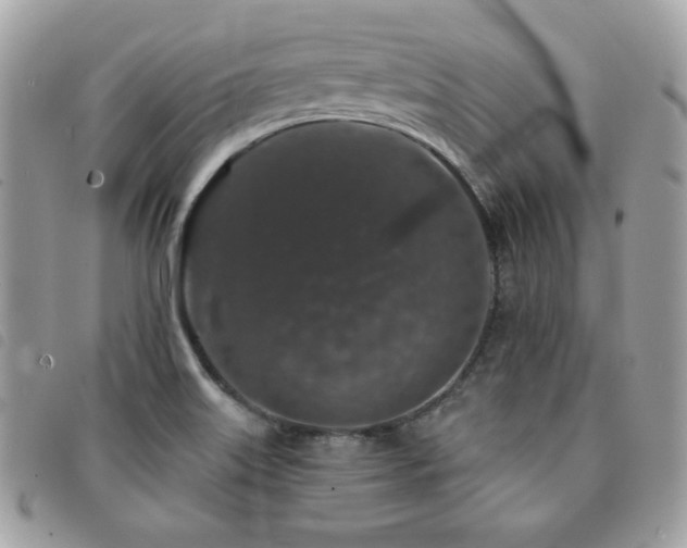 X0000091531515200708171209
