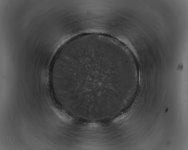 X0000091530204200708241719