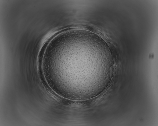 X0000091530294200708241718