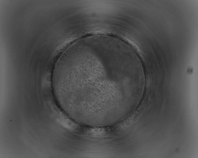 X0000091530353200708241717