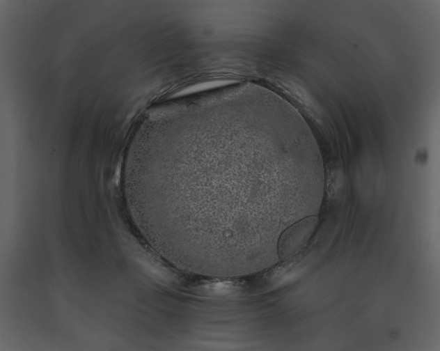 X0000091530365200708241717