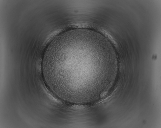 X0000091530537200708241714