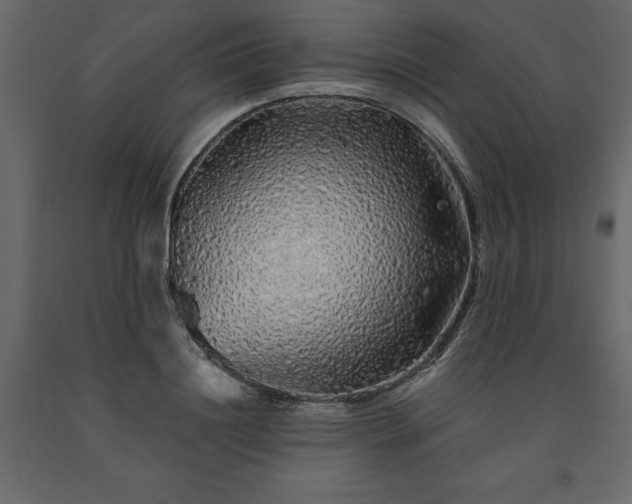 X0000091530844200708241710
