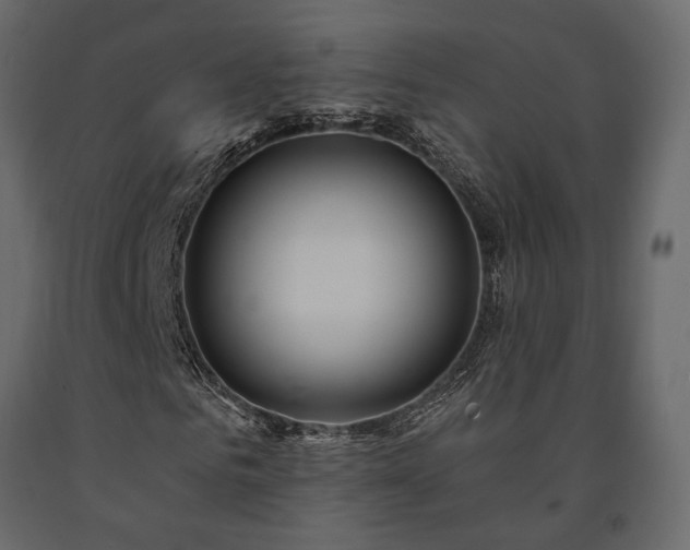 X0000091530961200708241708