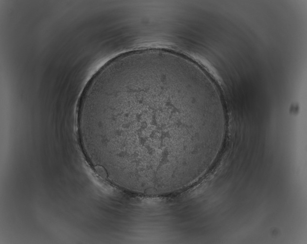X0000091531031200708241707