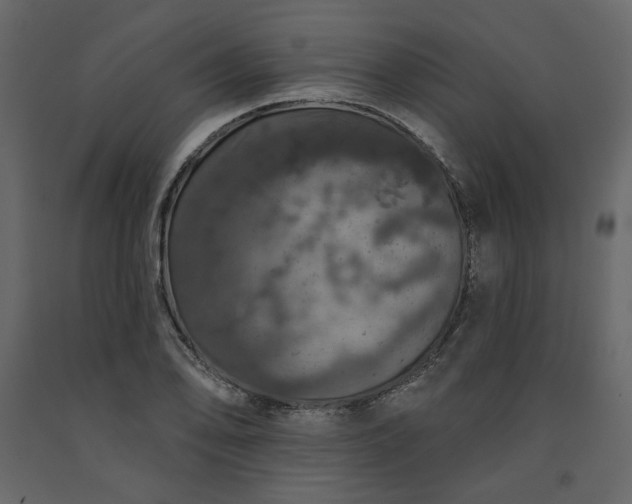 X0000091531078200708241706