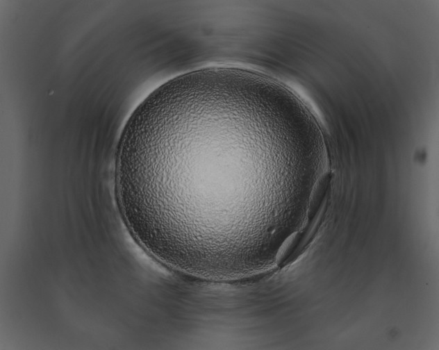 X0000091531100200708241706