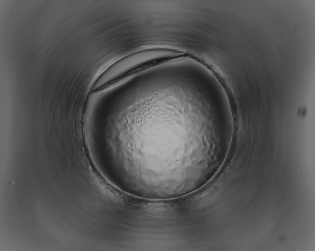 X0000091531137200708241706