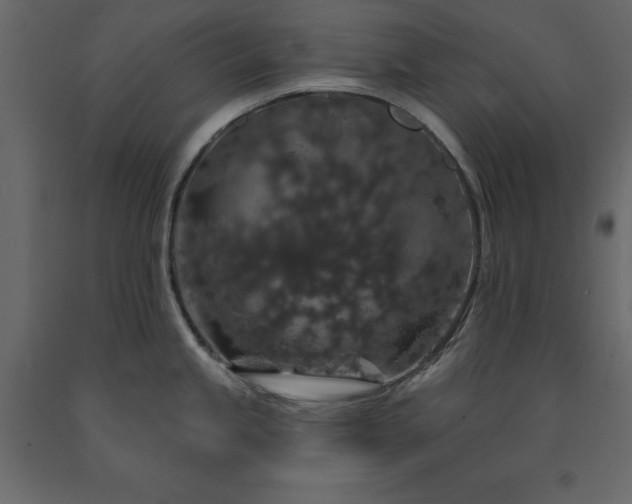 X0000091531245200708241704