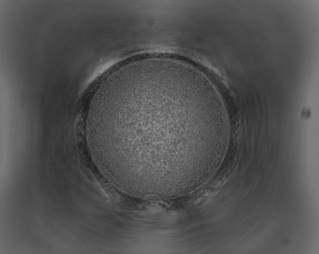 X0000091531255200708241704