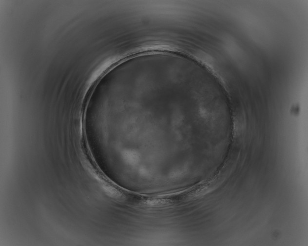 X0000091531274200708241703