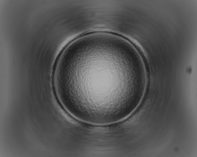X0000091531333200708241703
