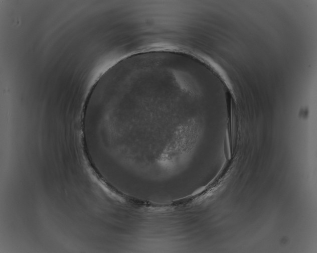 X0000091531373200708241702