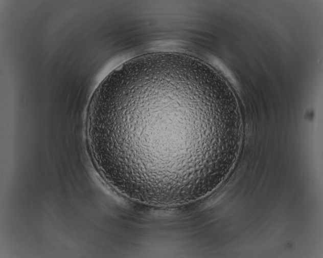 X0000091531386200708241702