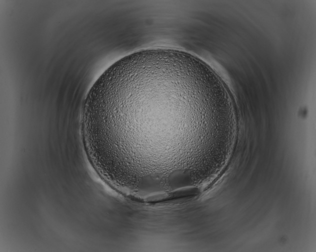 X0000091531390200708241702