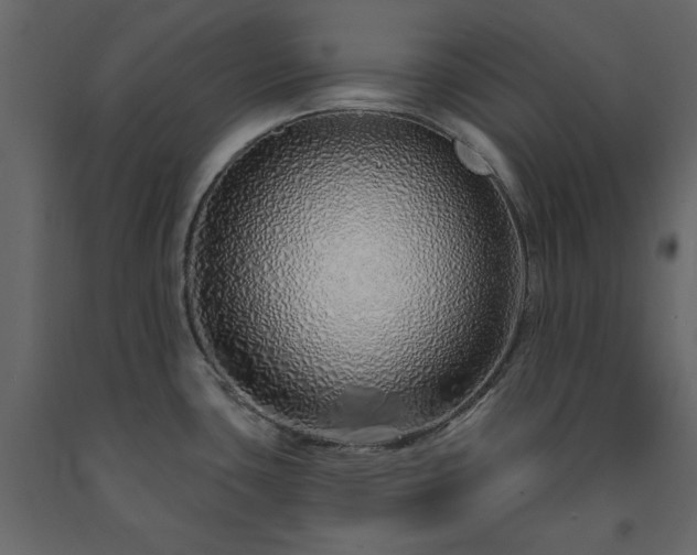 X0000091531435200708241702