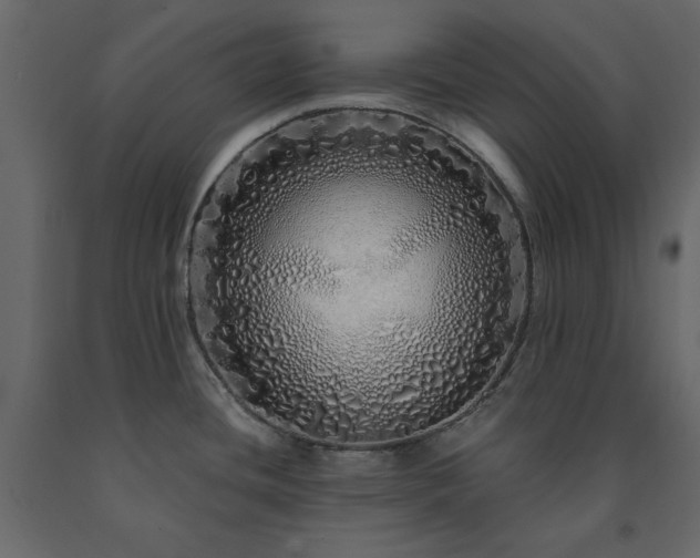 X0000091531436200708241702