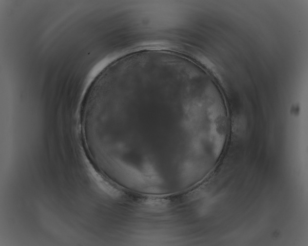 X0000091531466200708241700