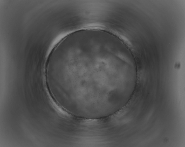 X0000091531470200708241700