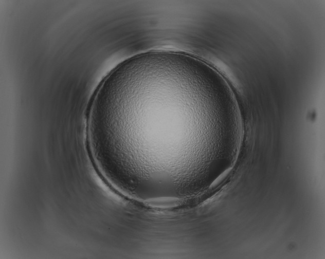 X0000091531476200708241700