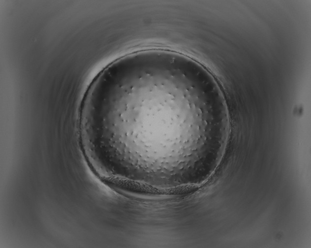 X0000091531527200708241700