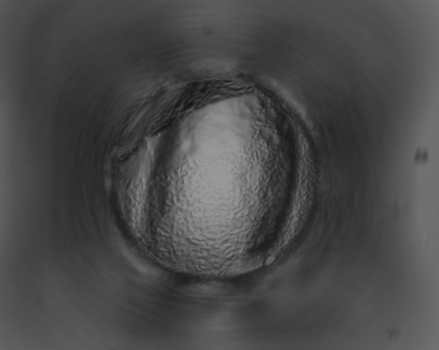 X0000091530069200708311319
