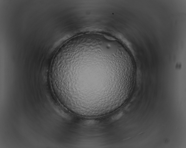 X0000091530153200708311318