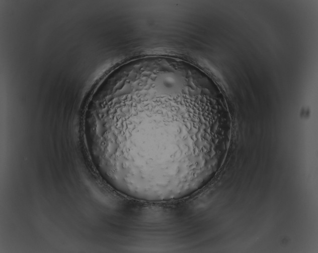 X0000091530298200708311316