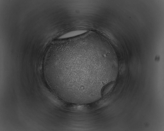 X0000091530365200708311315