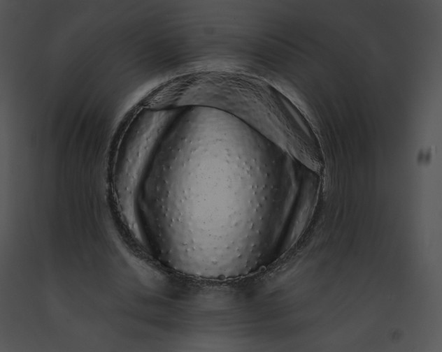 X0000091530438200708311314