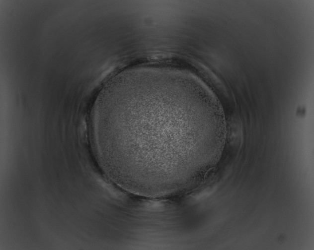 X0000091530523200708311313
