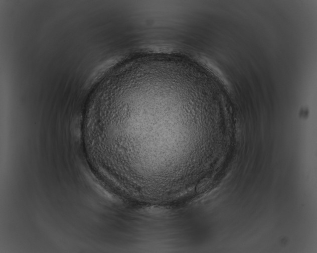 X0000091530537200708311313