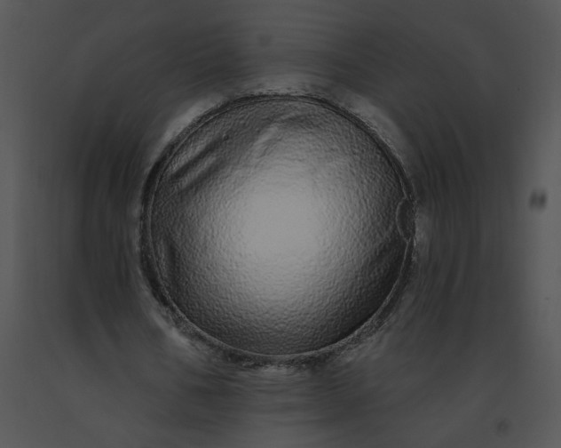 X0000091530578200708311313