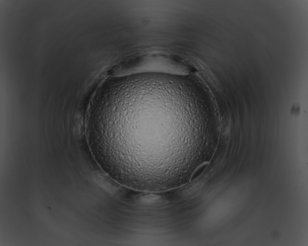 X0000091530669200708311312