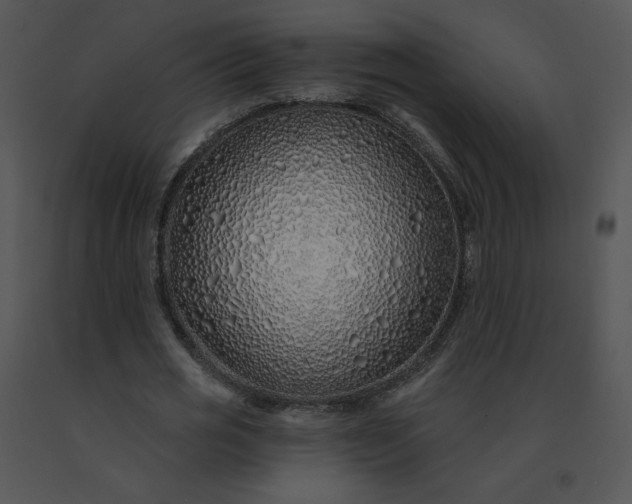 X0000091530725200708311310