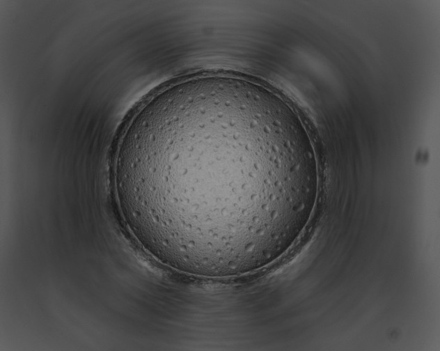 X0000091530782200708311310
