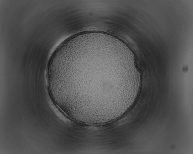 X0000091530796200708311310
