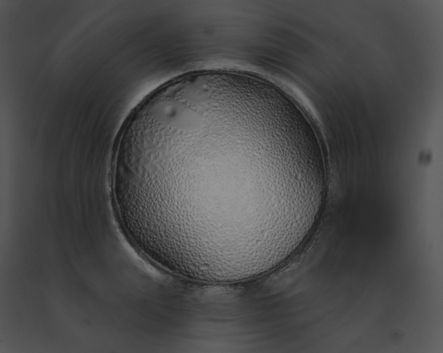 X0000091530847200708311309