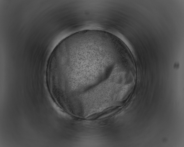 X0000091530861200708311309