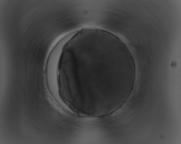 X0000091530864200708311309